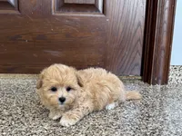 Tiny , a male Maltipoo for sale in Nappanee, IN – 7 of 8