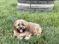 Gloria , a female Lhasa Apso for sale in Nappanee, IN – 4 of 10