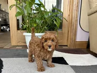Ginger, a female Cavapoo and Poodle - Miniature  for sale in Nappanee, IN – 2 of 6