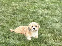 Beau, a male Lhasa Apso for sale in Nappanee, IN – 5 of 9
