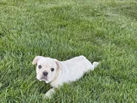 Corey , a male French Bulldog for sale in Nappanee, IN – 5 of 10