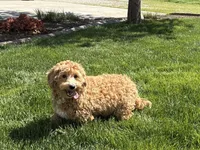 Shane, a male Maltipoo for sale in Nappanee, IN – 2 of 3
