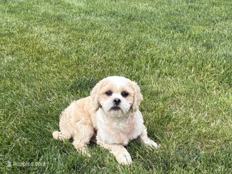 Tucker , a male Lhasa Apso for sale in Nappanee, IN – 1 of 6