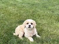 Tucker , a male Lhasa Apso for sale in Nappanee, IN – 1 of 6