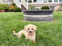 Tiny 2 , a male Maltipoo for sale in Nappanee, IN – 3 of 9