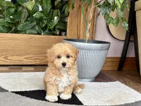 Tiny , a male Maltipoo for sale in Nappanee, IN – 2 of 9
