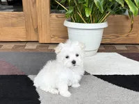 Marsh , a male Maltese for sale in Nappanee, IN – 3 of 8