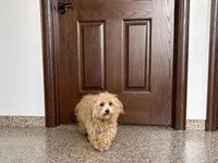 Marshmallow, a male Maltipoo for sale in Nappanee, IN – 6 of 7
