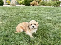 Beau, a male Lhasa Apso for sale in Nappanee, IN – 3 of 9