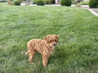 Lenny, a male Maltipoo for sale in Nappanee, IN – 8 of 8