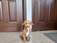 Henry , a male Havapoo for sale in Nappanee, IN – 3 of 10