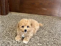 Tiny , a male Maltipoo for sale in Nappanee, IN – 2 of 8