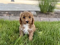Larry F1b, a male Cockapoo for sale in Nappanee, IN – 6 of 9