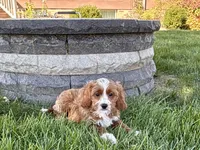 Amos , a male Cockapoo and Cavalier King Charles Spaniel for sale in Nappanee, IN – 2 of 10