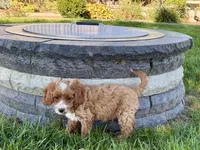 Frank, a male Cockapoo and Cavalier King Charles Spaniel for sale in Nappanee, IN – 8 of 10