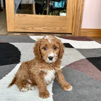Benny F1, a male Cavapoo for sale in Nappanee, IN – Photo 1 of 7