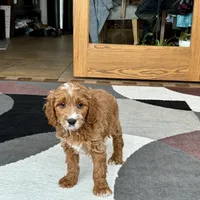 Benny F1, a male Cavapoo for sale in Nappanee, IN – Photo 5 of 7
