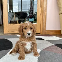 Benny F1, a male Cavapoo for sale in Nappanee, IN – Photo 7 of 7