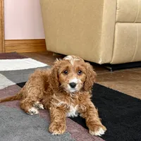 Benny F1, a male Cavapoo for sale in Nappanee, IN – Photo 6 of 7