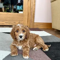 Benny F1, a male Cavapoo for sale in Nappanee, IN – Photo 2 of 7