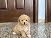 Tiny , a male Maltipoo for sale in Nappanee, IN – 5 of 8