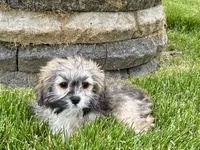 Gloria , a female Lhasa Apso for sale in Nappanee, IN – 7 of 8