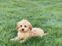 Wesley F1b mini , a male Cavapoo for sale in Nappanee, IN – 5 of 9