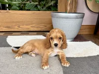 Greg , a male Cavapoo and Cockapoo for sale in Nappanee, IN – 6 of 8