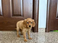 Jade, a female Cavapoo and Cockapoo for sale in Nappanee, IN – 2 of 6