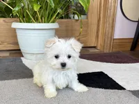 Shellie, a female Maltese for sale in Nappanee, IN – 2 of 9