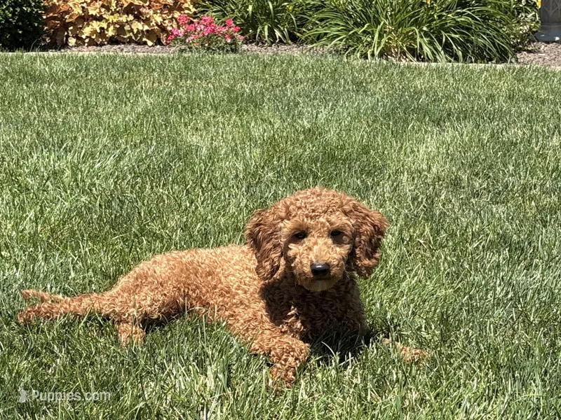 Leanne F1b – Cockapoo puppy for sale in Nappanee, IN