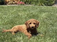 Leanne F1b, a female Cockapoo for sale in Nappanee, IN – 1 of 7