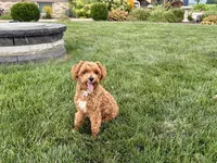 Lenny, a male Maltipoo for sale in Nappanee, IN – 6 of 8