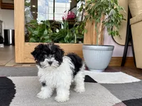 Corrie , a female Havanese for sale in Nappanee, IN – 8 of 10