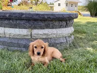 Jade, a female Cavapoo and Cockapoo for sale in Nappanee, IN – 3 of 8