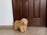 Marshmallow, a male Maltipoo for sale in Nappanee, IN – 2 of 7