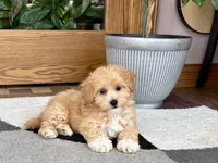 Tiny , a male Maltipoo for sale in Nappanee, IN – 6 of 9