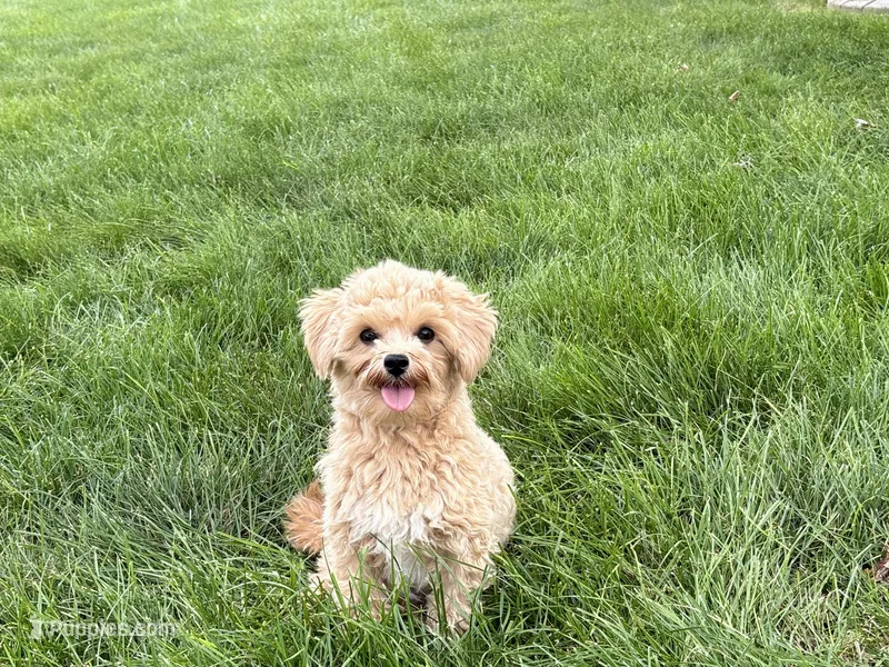 Tiny 2  – Maltipoo puppy for sale in Nappanee, IN