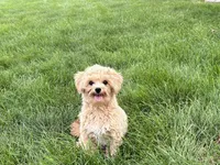 Tiny 2 , a male Maltipoo for sale in Nappanee, IN – 1 of 9