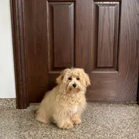 Sissy, a female Maltipoo for sale in Nappanee, IN – Photo 2 of 6
