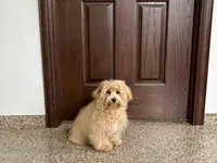 Sissy, a female Maltipoo for sale in Nappanee, IN – Photo 2 of 6
