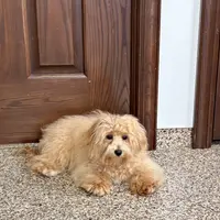 Sissy, a female Maltipoo for sale in Nappanee, IN – Photo 6 of 6