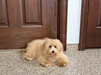 Sissy, a female Maltipoo for sale in Nappanee, IN – Photo 6 of 6