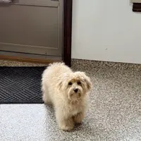 Sissy, a female Maltipoo for sale in Nappanee, IN – Photo 3 of 6
