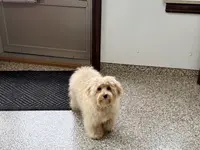 Sissy, a female Maltipoo for sale in Nappanee, IN – Photo 3 of 6