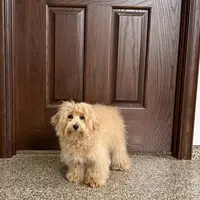 Sissy, a female Maltipoo for sale in Nappanee, IN – Photo 4 of 6