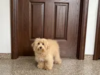 Sissy, a female Maltipoo for sale in Nappanee, IN – Photo 4 of 6