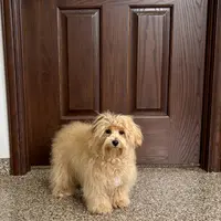 Sissy, a female Maltipoo for sale in Nappanee, IN – Photo 1 of 6