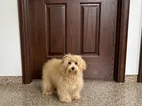 Sissy, a female Maltipoo for sale in Nappanee, IN – Photo 1 of 6