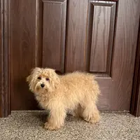 Sissy, a female Maltipoo for sale in Nappanee, IN – Photo 5 of 6